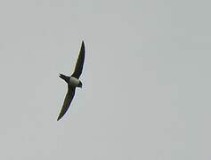 Alpine Swift