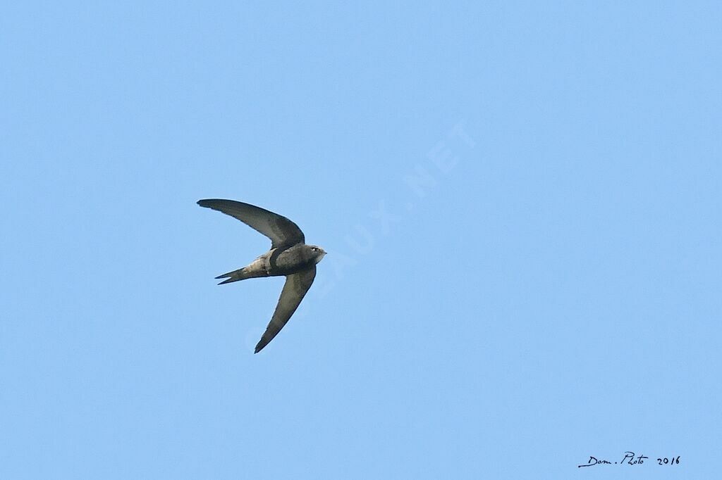 Common Swift