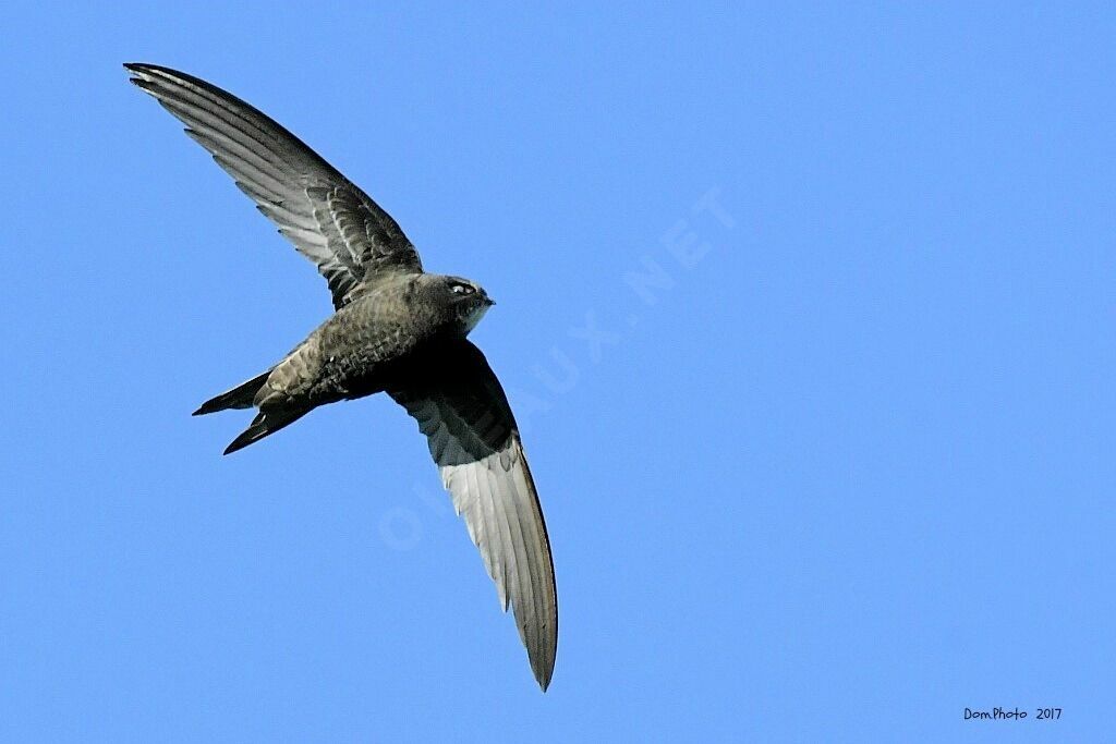 Common Swift