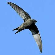 Common Swift