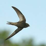 Common Swift