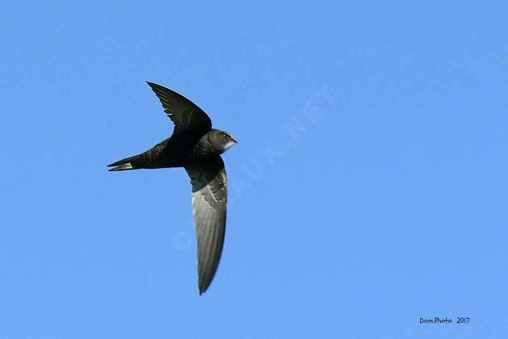 Common Swift