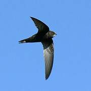 Common Swift