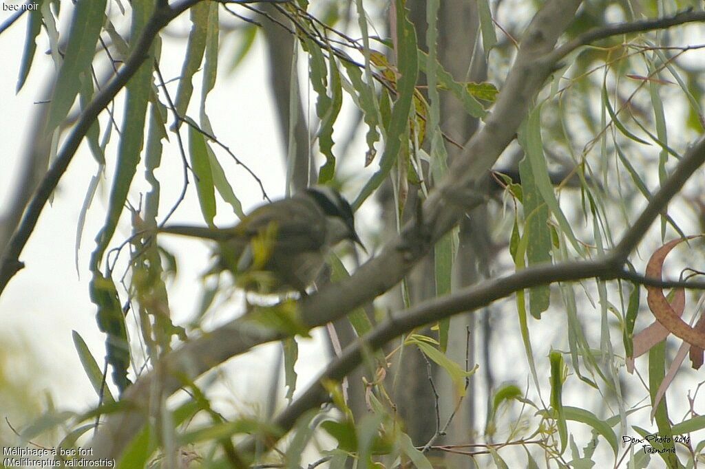 Strong-billed Honeyeater