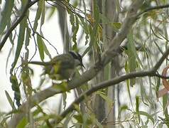 Strong-billed Honeyeater