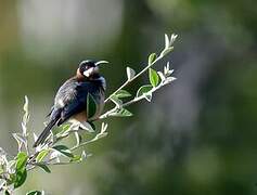 Eastern Spinebill