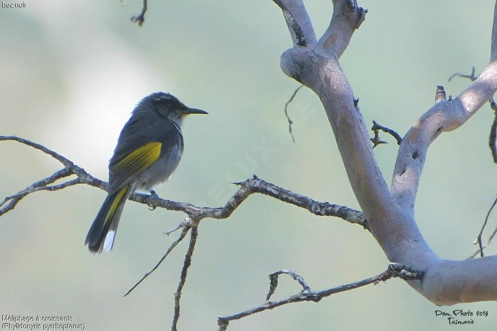 Crescent Honeyeater