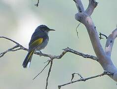 Crescent Honeyeater