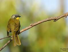 Yellow-throated Honeyeater