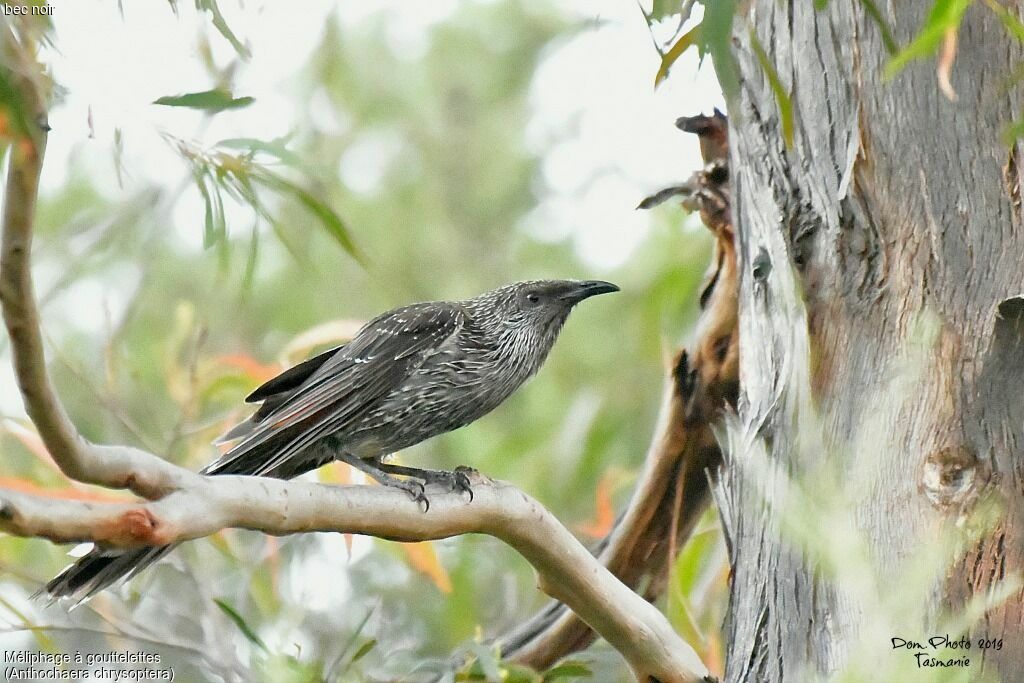 Little Wattlebird