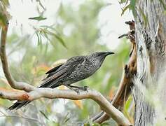 Little Wattlebird