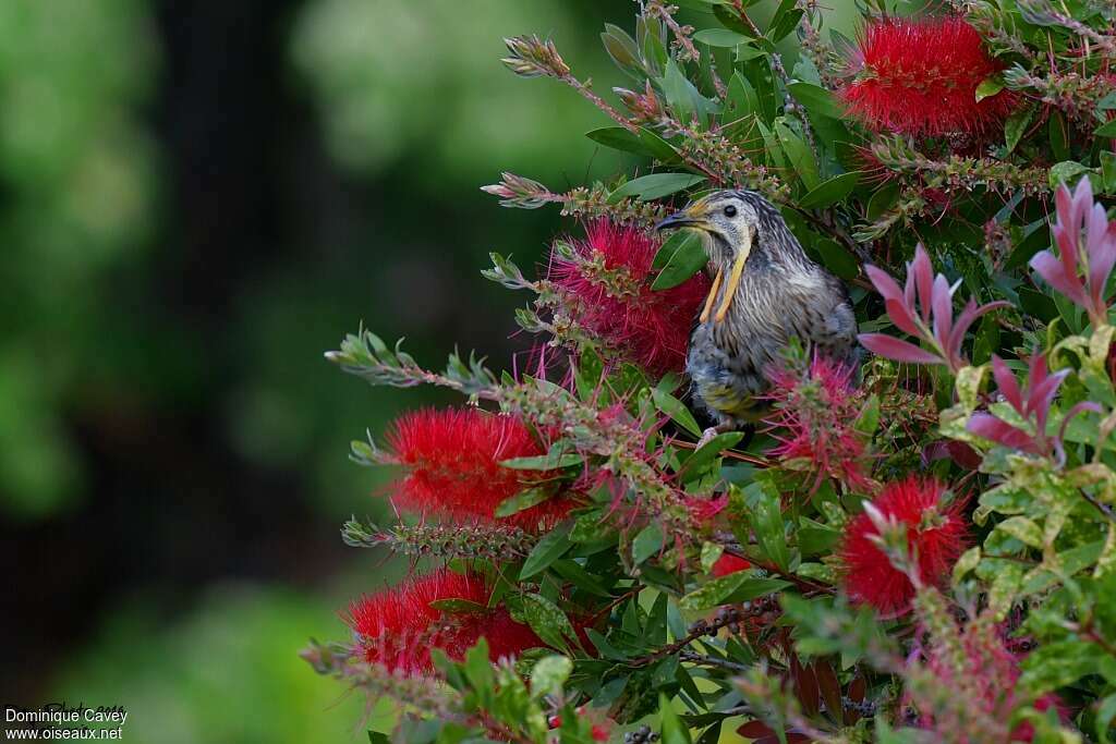 Yellow Wattlebird