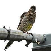 Red Wattlebird