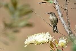 Barred Honeyeater