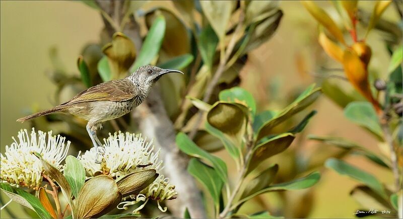 Barred Honeyeater