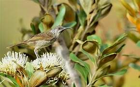 Barred Honeyeater