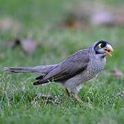 Noisy Miner