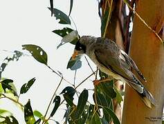 Noisy Miner