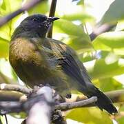 New Zealand Bellbird