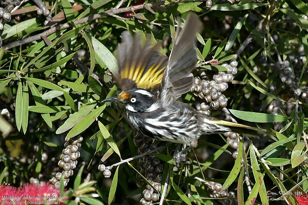 New Holland Honeyeater