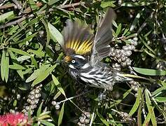 New Holland Honeyeater