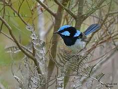 Superb Fairywren