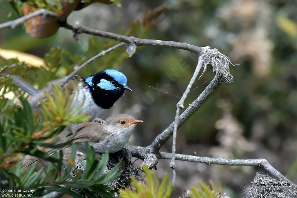 Superb Fairywrenadult breeding, mating.