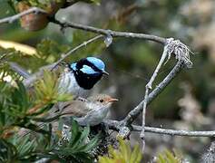 Superb Fairywren