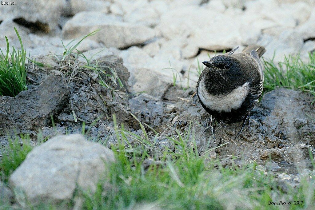 Ring Ouzel