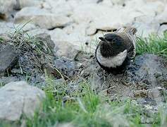 Ring Ouzel