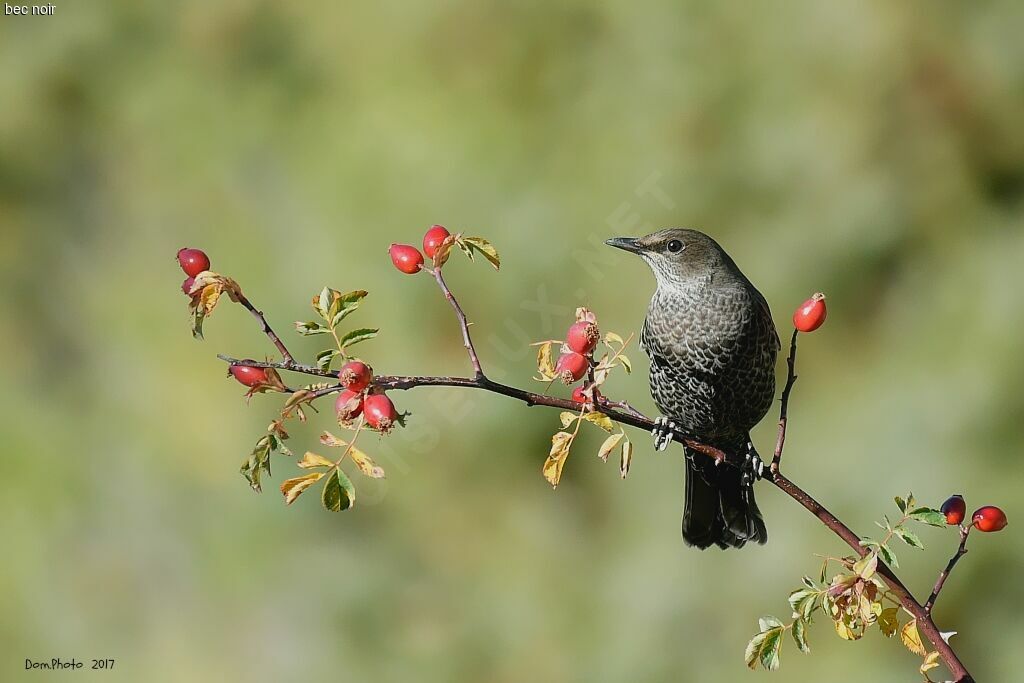 Ring Ouzel