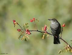 Ring Ouzel