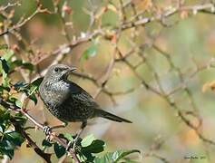 Ring Ouzel