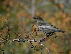 Ring Ouzel