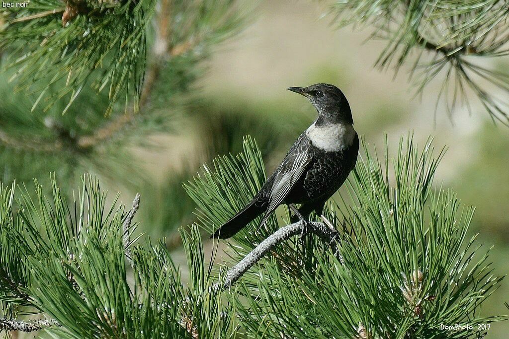 Ring Ouzel