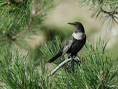 Ring Ouzel