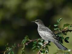 Ring Ouzel