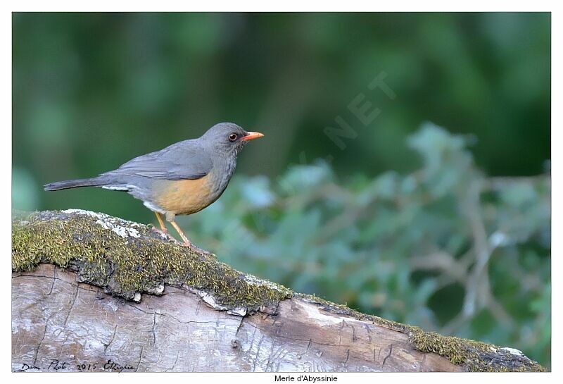 Abyssinian Thrush