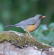 Abyssinian Thrush