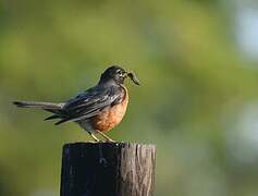 American Robin