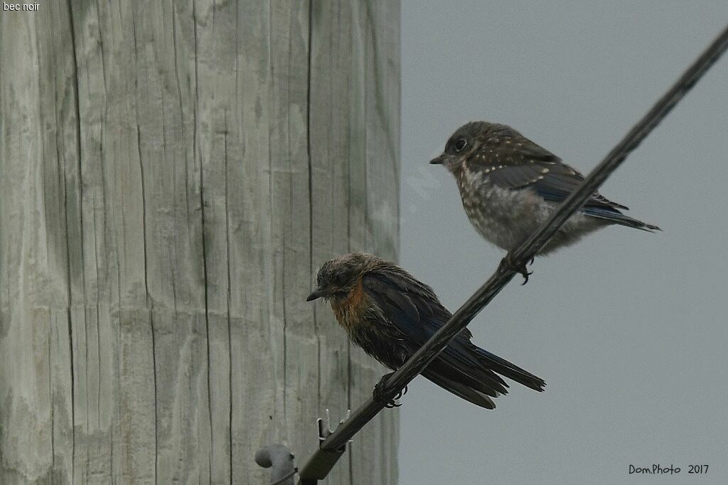 Eastern Bluebird