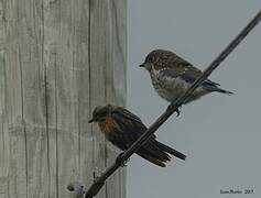 Eastern Bluebird