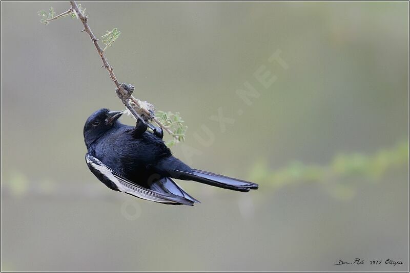 Mésange à épaulettes