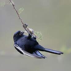 Mésange à épaulettes