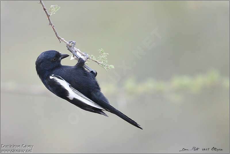 White-winged Black Titadult, identification