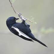 White-winged Black Tit