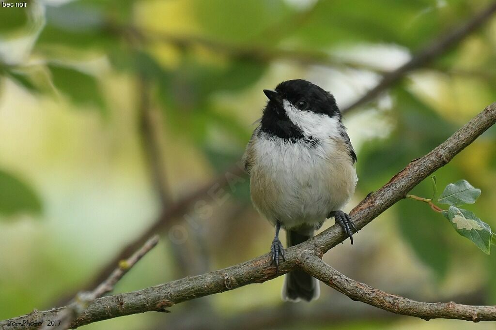 Mésange à tête noire