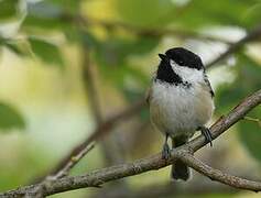 Mésange à tête noire