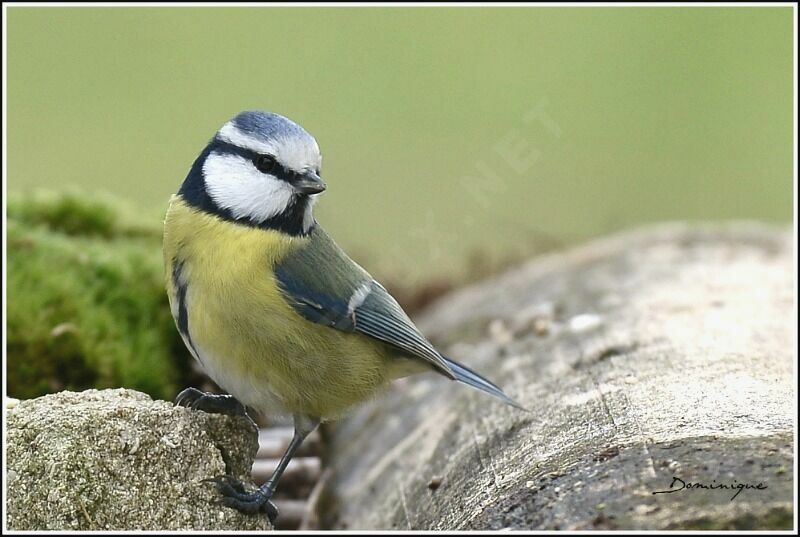 Mésange bleue