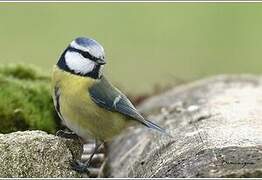 Mésange bleue